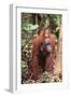 Orangutan with Her Baby-DLILLC-Framed Photographic Print