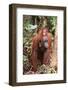 Orangutan with Her Baby-DLILLC-Framed Photographic Print