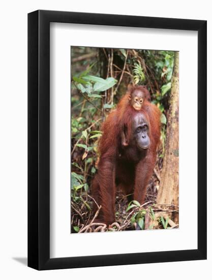 Orangutan with Her Baby-DLILLC-Framed Photographic Print