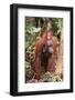 Orangutan with Her Baby-DLILLC-Framed Photographic Print