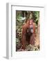 Orangutan with Her Baby-DLILLC-Framed Photographic Print