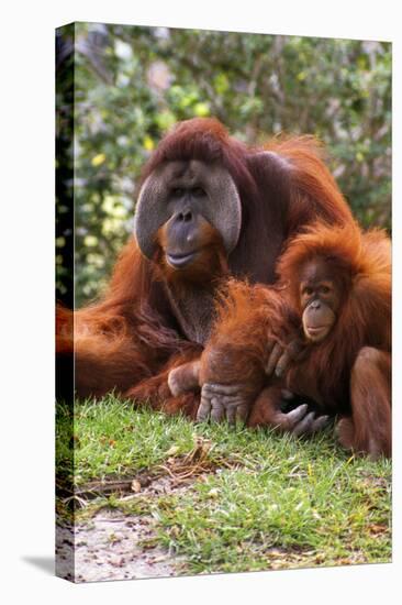 Orangutan-null-Stretched Canvas