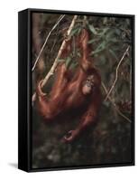 Orangutan-DLILLC-Framed Stretched Canvas