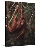 Orangutan-DLILLC-Stretched Canvas