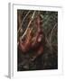 Orangutan-DLILLC-Framed Premium Photographic Print