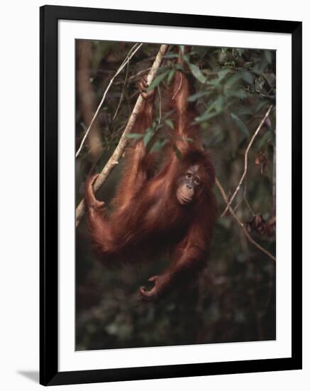 Orangutan-DLILLC-Framed Premium Photographic Print