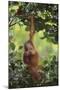 Orangutan-DLILLC-Mounted Premium Photographic Print