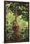 Orangutan-DLILLC-Framed Premium Photographic Print