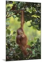 Orangutan-DLILLC-Mounted Premium Photographic Print