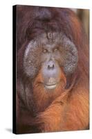 Orangutan-DLILLC-Stretched Canvas