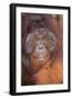 Orangutan-DLILLC-Framed Premium Photographic Print