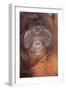 Orangutan-DLILLC-Framed Premium Photographic Print