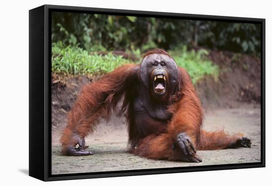 Orangutan-DLILLC-Framed Stretched Canvas