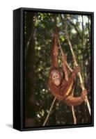 Orangutan-DLILLC-Framed Stretched Canvas