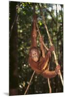 Orangutan-DLILLC-Mounted Premium Photographic Print