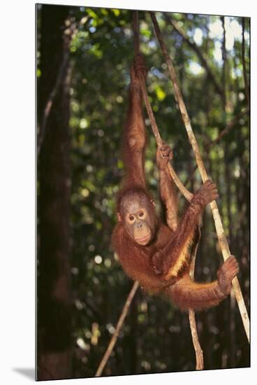 Orangutan-DLILLC-Mounted Premium Photographic Print