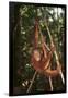 Orangutan-DLILLC-Framed Premium Photographic Print