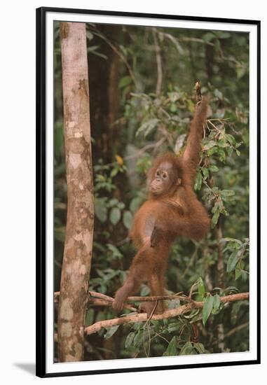 Orangutan-DLILLC-Framed Premium Photographic Print