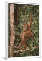 Orangutan-DLILLC-Framed Premium Photographic Print