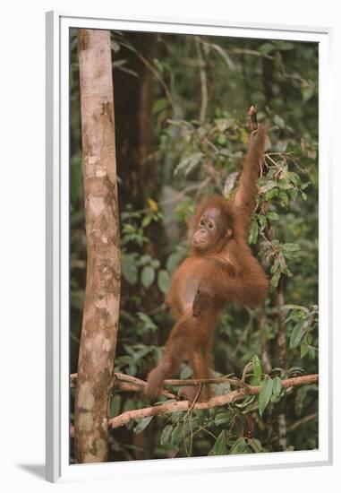 Orangutan-DLILLC-Framed Premium Photographic Print