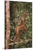 Orangutan-DLILLC-Mounted Premium Photographic Print