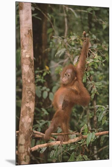 Orangutan-DLILLC-Mounted Premium Photographic Print