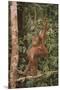 Orangutan-DLILLC-Mounted Premium Photographic Print