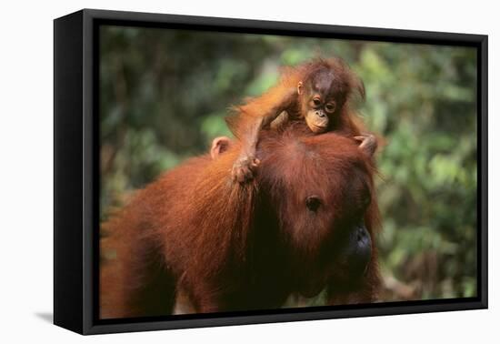 Orangutan-DLILLC-Framed Stretched Canvas