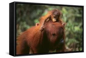 Orangutan-DLILLC-Framed Stretched Canvas