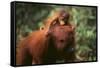 Orangutan-DLILLC-Framed Stretched Canvas