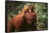 Orangutan-DLILLC-Framed Stretched Canvas