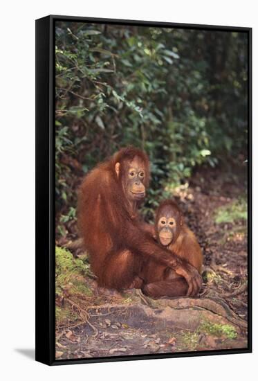 Orangutan-DLILLC-Framed Stretched Canvas