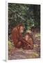 Orangutan-DLILLC-Framed Premium Photographic Print