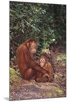 Orangutan-DLILLC-Mounted Premium Photographic Print