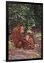 Orangutan-DLILLC-Framed Premium Photographic Print