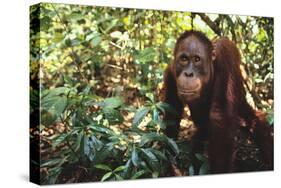 Orangutan-DLILLC-Stretched Canvas