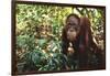 Orangutan-DLILLC-Framed Premium Photographic Print