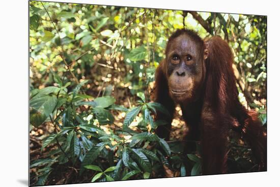 Orangutan-DLILLC-Mounted Premium Photographic Print