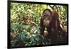 Orangutan-DLILLC-Framed Premium Photographic Print