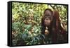 Orangutan-DLILLC-Framed Stretched Canvas