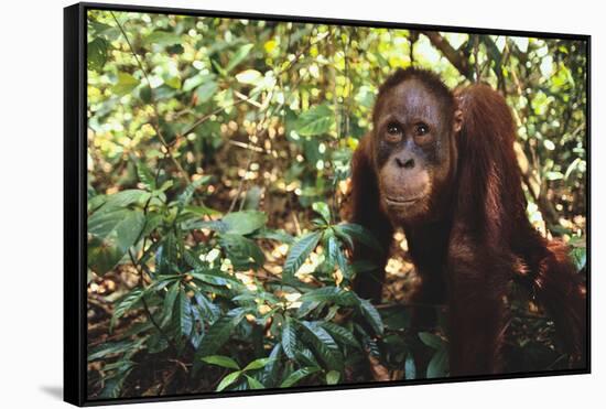 Orangutan-DLILLC-Framed Stretched Canvas