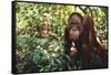 Orangutan-DLILLC-Framed Stretched Canvas