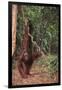 Orangutan-DLILLC-Framed Premium Photographic Print