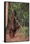 Orangutan-DLILLC-Framed Stretched Canvas