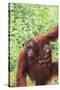 Orangutan-DLILLC-Stretched Canvas