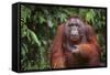 Orangutan-DLILLC-Framed Stretched Canvas