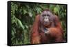 Orangutan-DLILLC-Framed Stretched Canvas