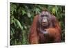 Orangutan-DLILLC-Framed Premium Photographic Print