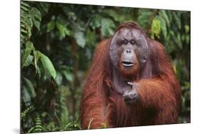 Orangutan-DLILLC-Mounted Premium Photographic Print