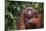 Orangutan-DLILLC-Mounted Premium Photographic Print